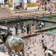 8 Días Triángulo de Oro Con Pushkar Desde Delhi GetYourGuide