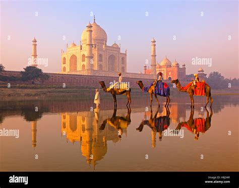 Three Camels Riders Reflected In The River Yamuna With The Taj Mahal