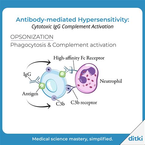 Usmle Comlex Step 1 Type Ii Hypersensitivity Artofit