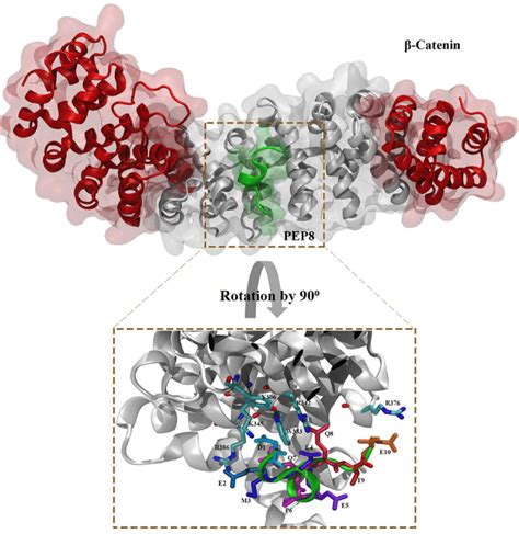 The Structure Of The B Cateninpep8 Complex After 100 Ns Md Simulation Download Scientific