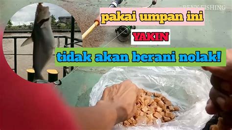 Umpan Lempeng Berulah Lagi Mancing Ikan Patin Sungai Di Pekauman