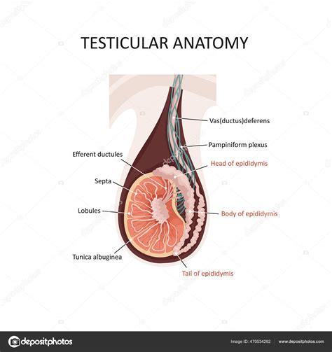 Testicular Anatomy Illustration Of A Cross Section Of Male Testis