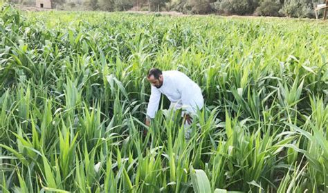 Saudi Arabia’s agricultural production enjoying significant development ...