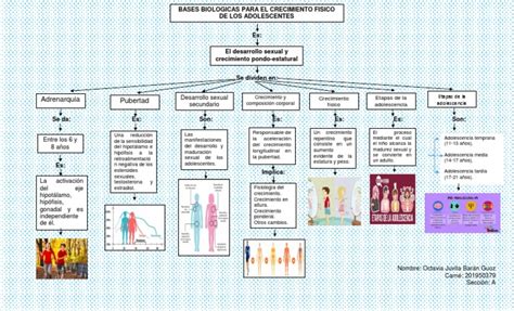 Mapa Conceptual Pdf Pubertad Glándulas