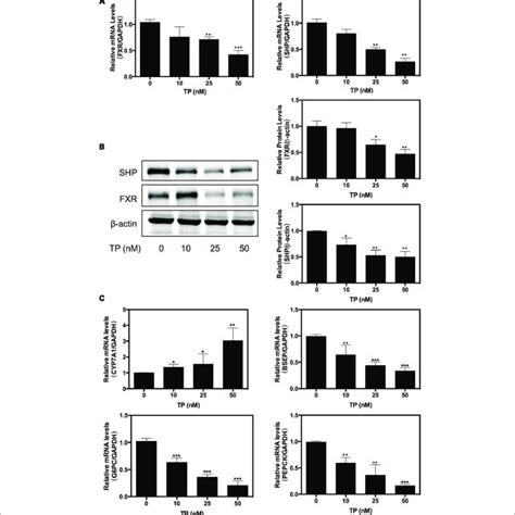 Triptolide Tp Inhibits Farnesoid X Receptor Fxr Pathway In