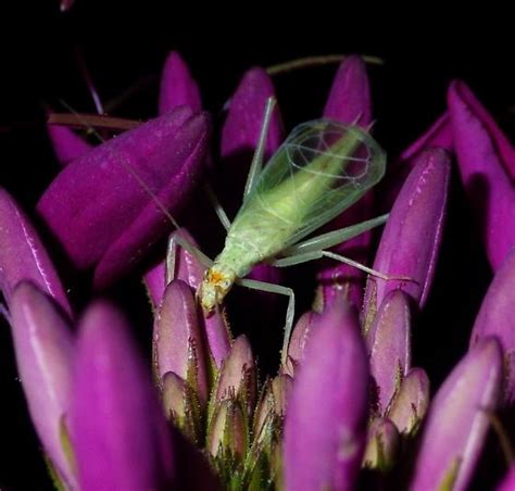 Oecanthus Fultoni Bugguide