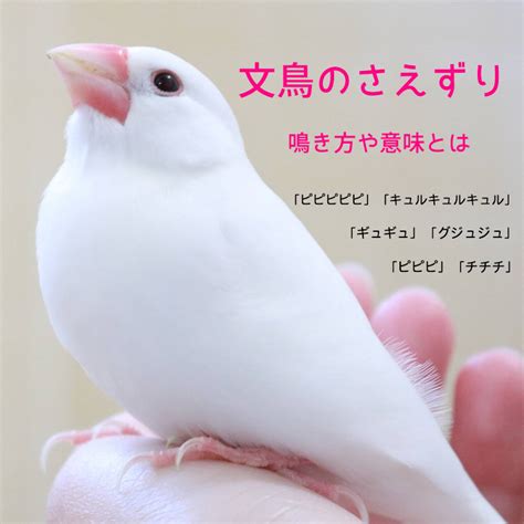 文鳥のさえずりって何？鳴き方や意味、どのようにして作られるの？