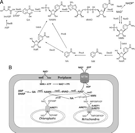 Overview of NAD ϩ metabolism A NAD ϩ biosynthetic and salvage