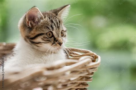 Katze Getigerte Hauskatze im Körbchen im Wohnzimmer liegt und kuschelt