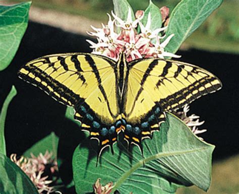 Two Tailed Swallowtail Butterfly State Insect Of Arizona Lesson