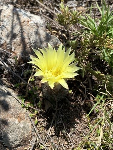 Frailea Pygmaea Inaturalist United Kingdom