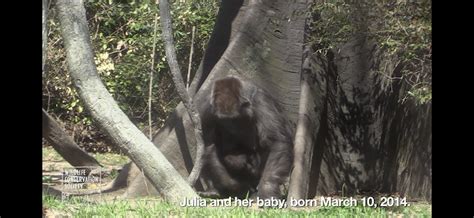 Gorilla ( Bronx Zoo) March 10 2014 Part 1 : Bronx Zoo : Free Download ...