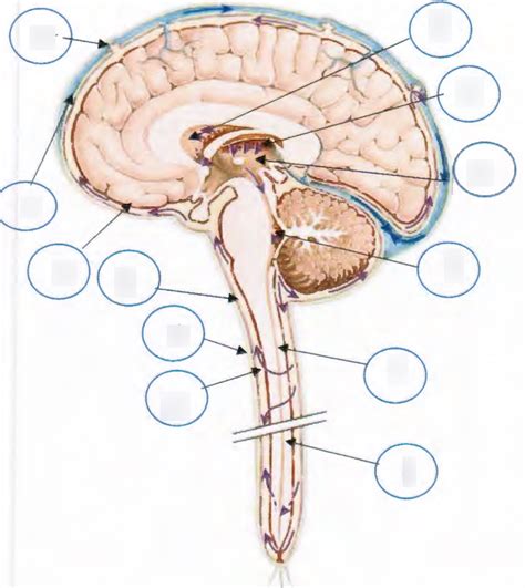 3 FIGURE CSF Circulation Diagram Quizlet