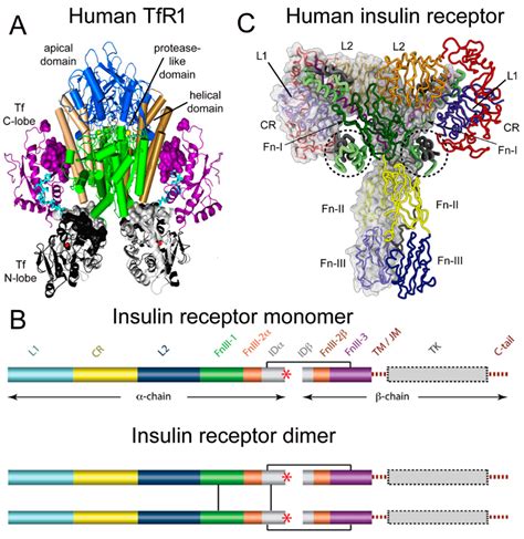 BloodBrain Barrier Transport Of Transferrin And Insulin Encyclopedia