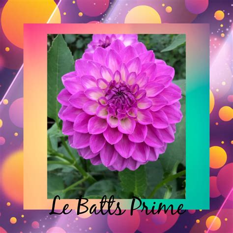 Le Batts Prime Dahlia Small Decorative Highland Dahlias