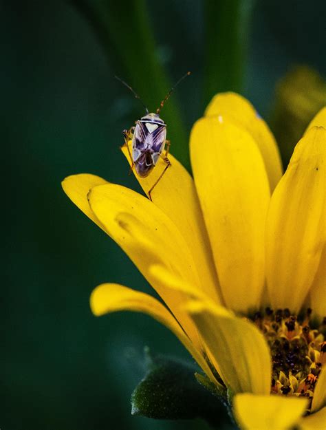 Purple Beetle on a yellow flower : r/MacroPorn