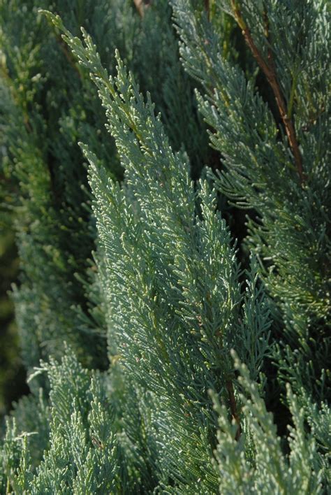 Juniperus Virginiana Eastern Redcedar North Carolina Extension