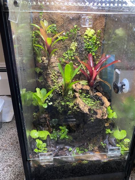 Dart frog vivarium update! : r/Vivarium