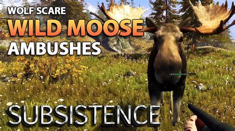 Wolf Scare Hiding Moose Ambushes Subsistence Alpha S Ep Youtube