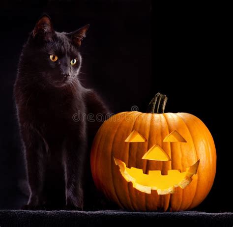 Halloween Pumpkin Head And Black Cat Stock Image Image Of Lantern