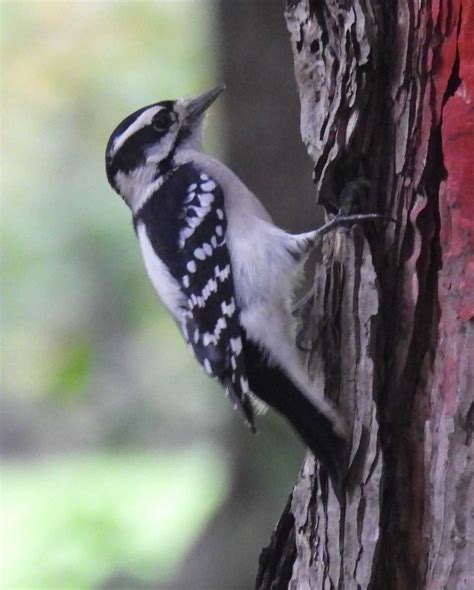 Confirm Downy Woodpeckers Help Me Identify A North American Bird