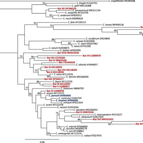 Maximum Likelihood Analysis Of S Rdna Sequences From Bats Red And