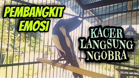 EMOSI KACER LANGSUNG NAIK MENDENGAR SUARA KACER INI PANCINGAN KACER