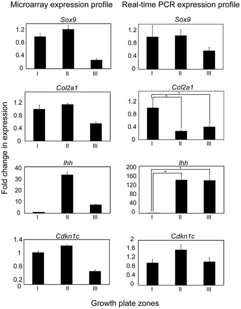 Real Time Rt Pcr Confirmation Of Early Stage Markers Of Chondrocyte Download Scientific Diagram