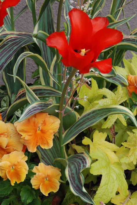 Tulip ‘Fire of Love’: update | The Biking Gardener
