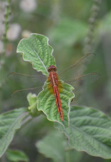 Crocothemis Servilia Drury By Sumit Joshi On August