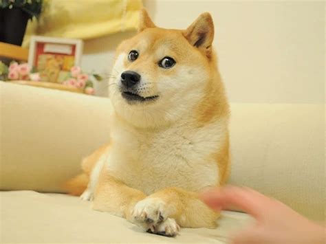 Shiba Inu Caract Re Ducation Et Conseils