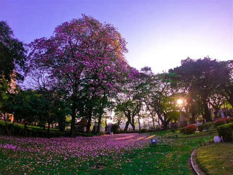 Robarosia Season in College House University of Colombo Stock Photo - Image of house, blossom ...