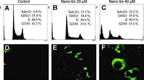 Induction Of Apoptosis In A375 Cells By Nano Se A C Cell Cycle