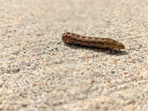 Cutworms: Identification and How to Get Rid of Cutworms in Your Garden - Clean Air Gardening