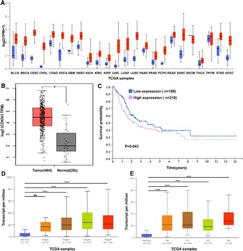 Cdkn Is Highly Expressed In Blca Tissues And Associated With Poor