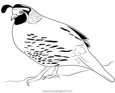 Quail Bird 3 Coloring Page For Kids Free Quails Printable Coloring