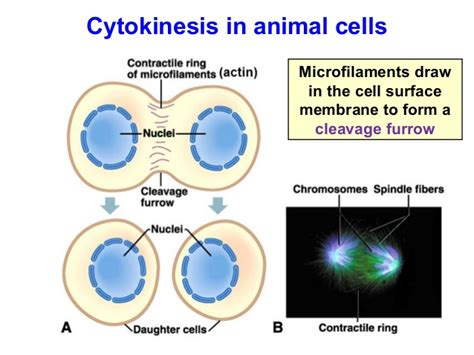 Exams And Me Cytokinesis