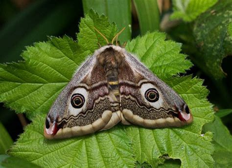 Moths Of Europe Saturnia Pavonia Emperor Moth Moth Art Pet Snake