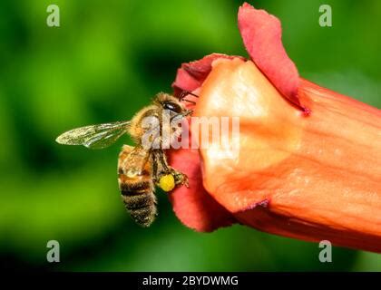 Ape Di Miele Sul Fiore Di Vite Di Trumpet Bellissimi Fiori Rossi Della