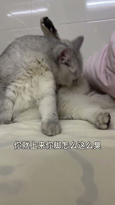 帮忙看一下这猫正经不 猫咪的迷惑行为 撸猫第一视角 小猫咪能有什么坏心眼 Youtube