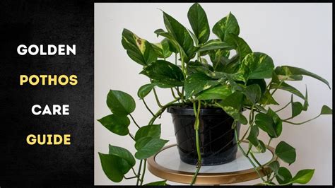 Golden Pothos Care Guide How To Care For Your Golden Pothos Youtube