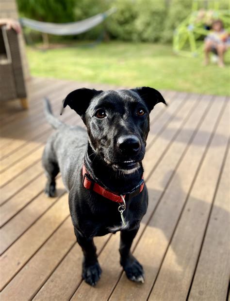 Jack Russell Terrier Black Lab Mix