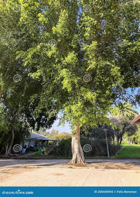 Big Sycamore Tree Stock Image Image Of David Outdoors 200440945