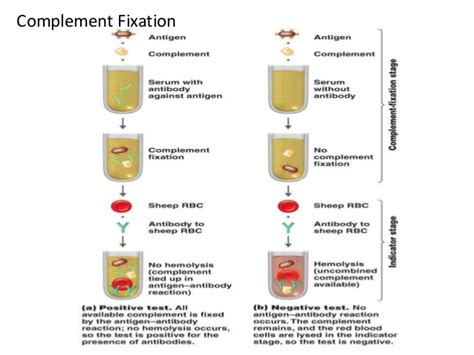 Complement Fixation Test Principle Procedure Result Interpretation