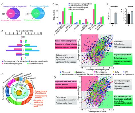 Integration Of Transcript And Proteomic Analysis A Venn Diagram Of