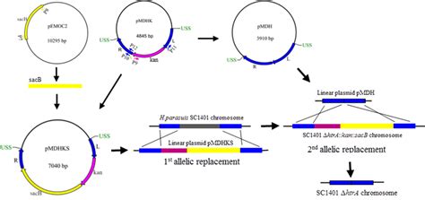 Scheme for the construction of the unmarked SC1401 ΔhtrA strain The