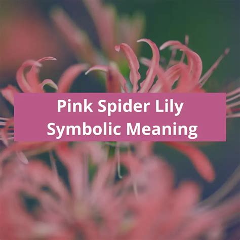 Pink Spider Lily Symbolic Meaning