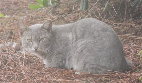 El Terrao Dos Urbanitas En El Campo Gatos