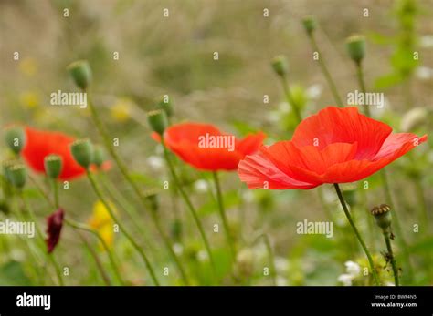 Red Poppies In A Green Field Stock Photo Alamy