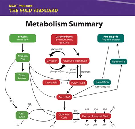 Metabolism Summary Biochemistry Teaching Biology Science Biology